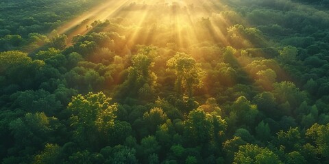 Majestic Woodland at Sunrise. Aerial Photograph with Light Rays coming through Trees. Nature Background.