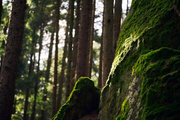 Timeless Enchantment: Lush Greenery and Ancient Rocks Bathed in Light