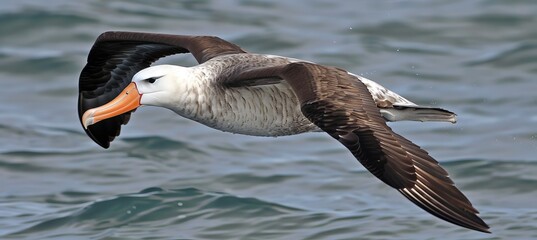Elegant albatross soaring gracefully above the vast and captivating ocean scenery