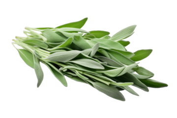 The Whispers of Sage on a Clear PNG or White Background.