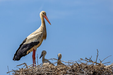 White Stork (Ciconia ciconia) with chicks  in nest near Lagos, Algarve, Portugal 