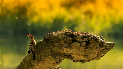 Wiedehopf kommt am Nistplatz an