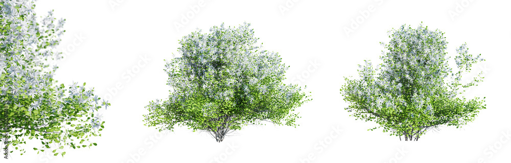 Poster Philadelphus bushes in blossom isolated on transparent background with selective focus close-up. 3D render.