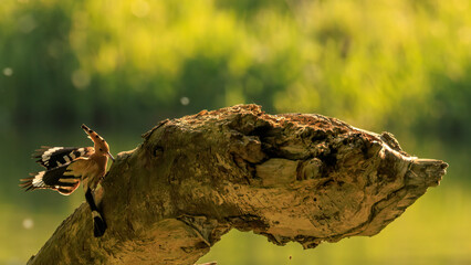 Wiedehopf bei der Fütterung