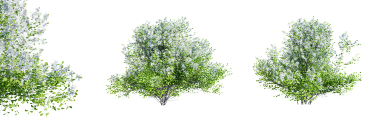 Philadelphus bushes in blossom isolated on transparent background with selective focus close-up. 3D render.