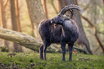 Long-horned goat in a grassy field by tree branches