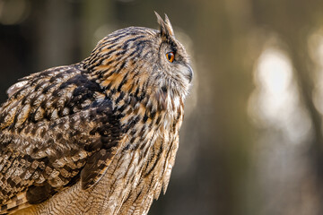 Owl perched on post in forest with trees in background