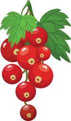 Vibrant vector art featuring a bunch of ripe redcurrants with lush green leaves, isolated on white