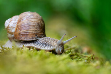 Snail closeup. Burgundy snail (Helix, Roman snail, edible snail, escargot) on a surface with moss. Helix promatia. 