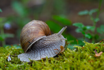 Snail closeup. Burgundy snail (Helix, Roman snail, edible snail, escargot) on a surface with moss. Helix promatia. 