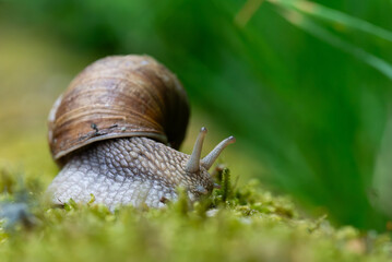 Snail closeup. Burgundy snail (Helix, Roman snail, edible snail, escargot) on a surface with moss. Helix promatia. 