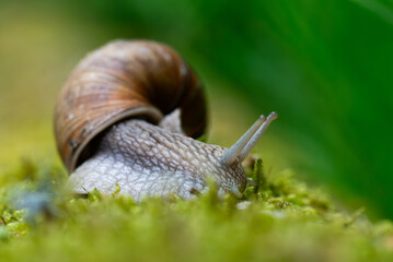 Snail closeup. Burgundy snail (Helix, Roman snail, edible snail, escargot) on a surface with moss. Helix promatia. 