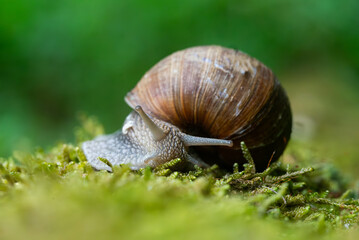 Snail closeup. Burgundy snail (Helix, Roman snail, edible snail, escargot) on a surface with moss. Helix promatia. 