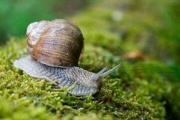 Snail closeup. Burgundy snail (Helix, Roman snail, edible snail, escargot) on a surface with moss. Helix promatia. 