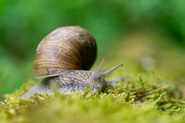 Snail closeup. Burgundy snail (Helix, Roman snail, edible snail, escargot) on a surface with moss. Helix promatia. 