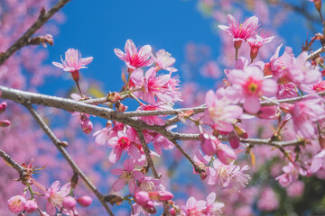 Beautiful cherry blossom with blue sky a sunny day, Chiang Mai, Thailand, soft focus