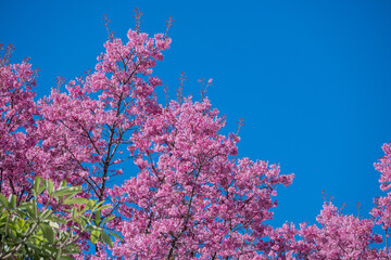 Beautiful cherry blossom with blue sky a sunny day, Chiang Mai, Thailand, soft focus