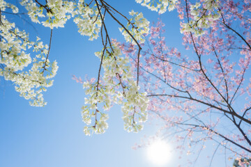 Beautiful cherry blossom with blue sky a sunny day, Chiang Mai, Thailand, soft focus