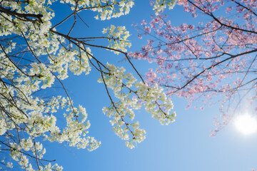 Beautiful cherry blossom with blue sky a sunny day, Chiang Mai, Thailand, soft focus