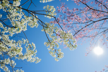 Beautiful cherry blossom with blue sky a sunny day, Chiang Mai, Thailand, soft focus