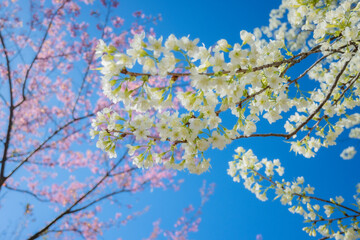 Beautiful cherry blossom with blue sky a sunny day, Chiang Mai, Thailand, soft focus