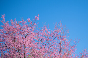 Beautiful cherry blossom with blue sky a sunny day, Chiang Mai, Thailand, soft focus
