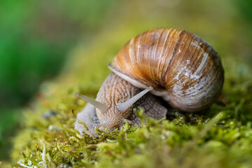 Snail closeup. Burgundy snail (Helix, Roman snail, edible snail, escargot) on a surface with moss. Helix promatia. 