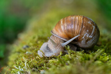 Snail closeup. Burgundy snail (Helix, Roman snail, edible snail, escargot) on a surface with moss. Helix promatia. 