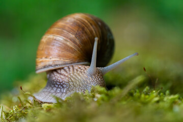 Snail closeup. Burgundy snail (Helix, Roman snail, edible snail, escargot) on a surface with moss. Helix promatia. 