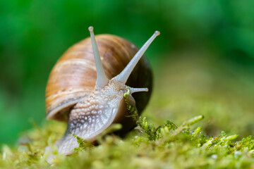 Snail closeup. Burgundy snail (Helix, Roman snail, edible snail, escargot) on a surface with moss. Helix promatia. 