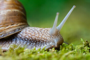 Snail closeup. Burgundy snail (Helix, Roman snail, edible snail, escargot) on a surface with moss. Helix promatia. 