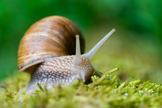 Snail closeup. Burgundy snail (Helix, Roman snail, edible snail, escargot) on a surface with moss. Helix promatia. 