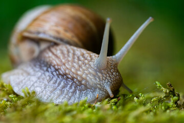 Snail closeup. Burgundy snail (Helix, Roman snail, edible snail, escargot) on a surface with moss. Helix promatia. 