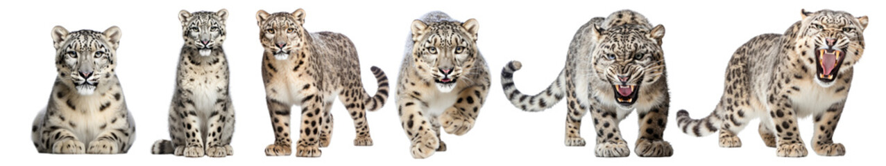 Snow leopard wild animal png element set on transparent background