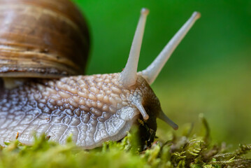 Snail closeup. Burgundy snail (Helix, Roman snail, edible snail, escargot) on a surface with moss. Helix promatia. 