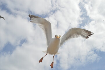 seagull flying in the sky