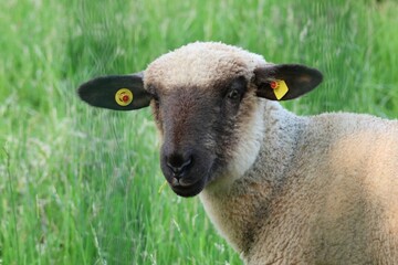 portrait of a sheep