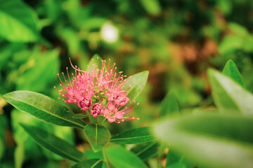 Xanthostemon youngii grow alternately with a length of 8 - 12 cm, a width of 3 - 5 cm, on a smooth surface.The Xanthostemon youngii has the ability to grow strongly with stems, branches, leaves and fl