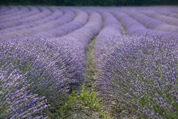 champs de lavande en France en été