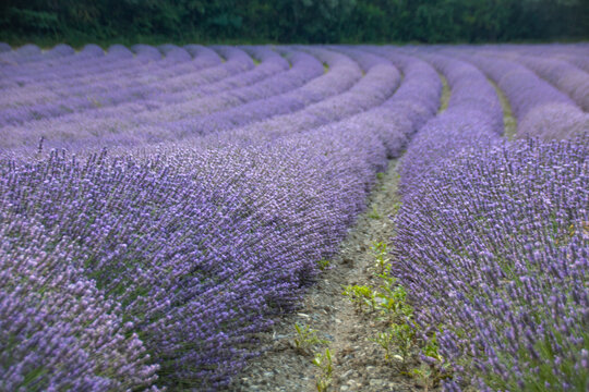 champs de lavande en France en &eacute;t&eacute;