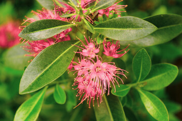 Xanthostemon youngii grow alternately with a length of 8 - 12 cm, a width of 3 - 5 cm, on a smooth surface.The Xanthostemon youngii has the ability to grow strongly with stems, branches, leaves and fl