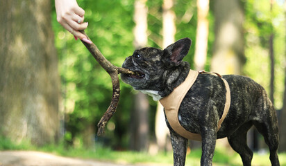 French bulldog on a walk. The dog is chewing a stick. Bulldog dark coat color. Pet. Dog is a human...