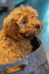 Cute Puppy In a Dog Basket Looking Sad