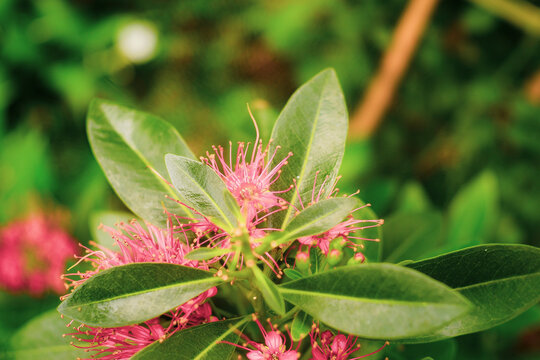 Xanthostemon youngii grow alternately with a length of 8 - 12 cm, a width of 3 - 5 cm, on a smooth surface.The Xanthostemon youngii has the ability to grow strongly with stems, branches, leaves and fl