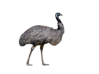 emu ostrich isolated on white background