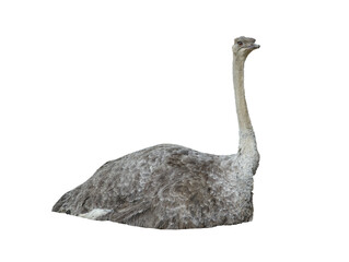 lying African ostrich isolated on white background
