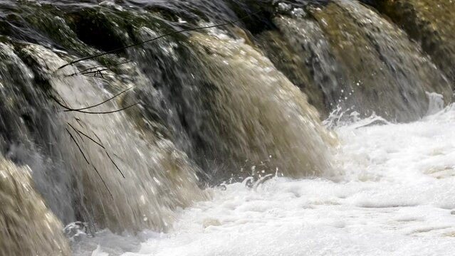 Vimba fish (Vimba Vimba) jumping over the widest waterfall in Europe - Venta river waterfall (Ventas rumba) in Kuldiga, sunny spring day, slow motion closeup shot