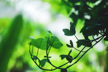  varies with the Hedera helix variety and other factors: Hedera helix prefers non-reflective, darker and rough surfaces with near-neutral pH. Hedera helix generally thrives in a wide