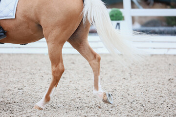 Equestrian sports, dressage. Shooting from the back legs