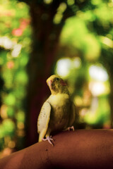 their first moulting. Nymphicus hollandicus display horizontal yellow stripes or bars on the ventral surface of their tail feathers, yellow spots on the ventral
